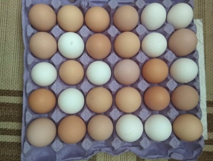 Фото 3. Продам яйца куриные домашние