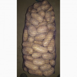 Продам крупный картофель сорт Гранада