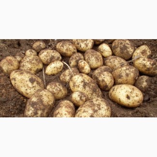 Куплю крупну картоплю з місця дорого