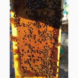 Пчелопакети продам