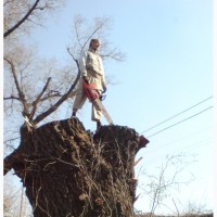 Спил деревьев Киев. Удаление деревьев Киев. Дробление веток