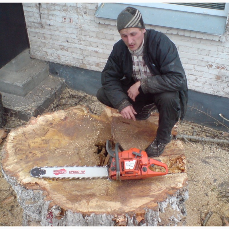 Фото 2. Спил деревьев Киев. Удаление деревьев Киев. Дробление веток