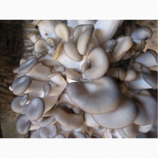 Продам грибы Вешенка, Гливи