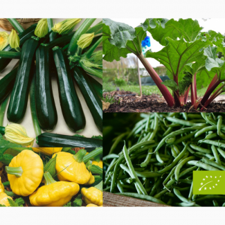 Продамо органічні овочі урожаю 2019 року