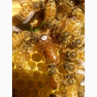 Продам бджоломатки інструментального запліднення