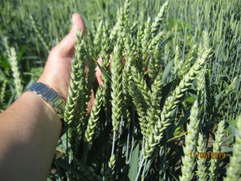 Високоякісна озима пшениця Понтікус (Штрубе, Німеччина) для харчової промисловості