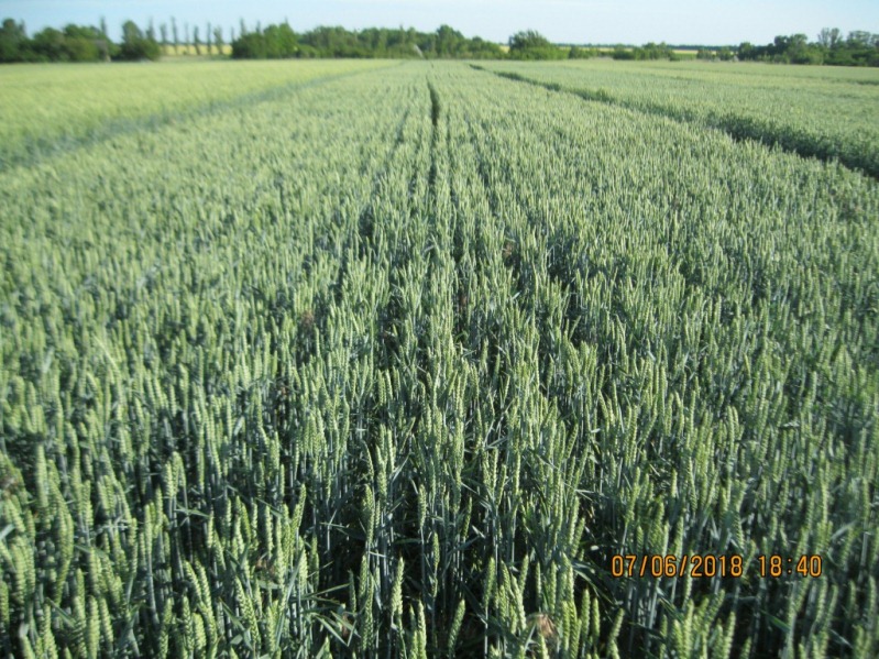 Фото 2. Високоякісна озима пшениця Понтікус (Штрубе, Німеччина) для харчової промисловості