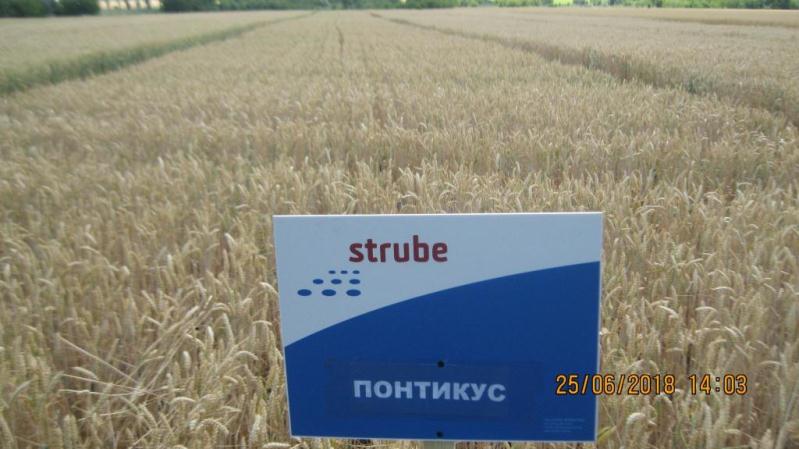 Фото 3. Високоякісна озима пшениця Понтікус (Штрубе, Німеччина) для харчової промисловості