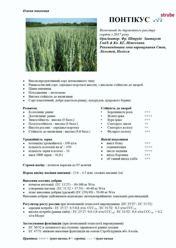 Фото 5. Високоякісна озима пшениця Понтікус (Штрубе, Німеччина) для харчової промисловості
