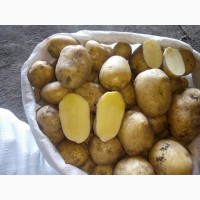 Продам картошку сорт Ривьера белоруса Пикассо