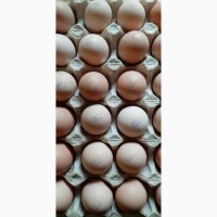 Яйце інкубаційне бройлера кобб500