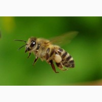 Пчелосемьи, пчелы с ульями, бджоли