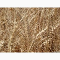 Семена пшеници озимой Лисова Писня