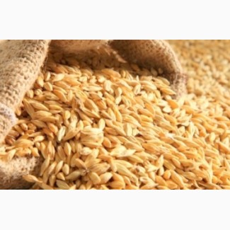 Продам посевной материал озимой пшеницы Грация 1 репродукция Краснодарская селекция