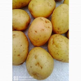 Продам насінневу картоплю суперраннього сорту Мінерва
