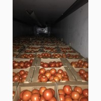 Продаем томат (круглый)