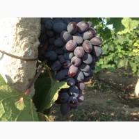 Продам виноград Молдова, Комета, Мускат Италия, Зарево. И технические сорта