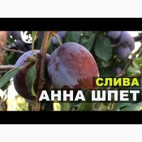 Продам сливу анна шпет