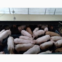 Продажа свиней