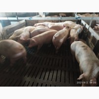 Куплю свиней свиноматки выбраковку дорого от