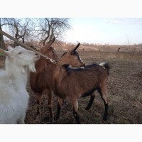 Альпійських кіз та нубійського козла продам в одне господарство