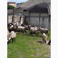 Продаю овечок Романівської породи