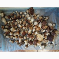 Продам білі гриби свіжозібрані