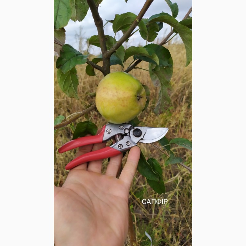Фото 5. Степанів Сад пропонує саджанці плодових дерев яблуні