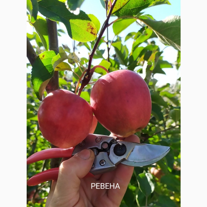 Фото 6. Степанів Сад пропонує саджанці плодових дерев яблуні