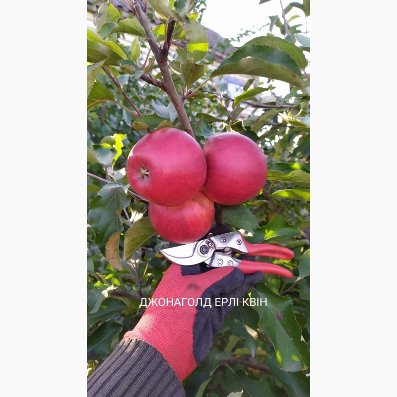 Фото 7. Степанів Сад пропонує саджанці плодових дерев яблуні
