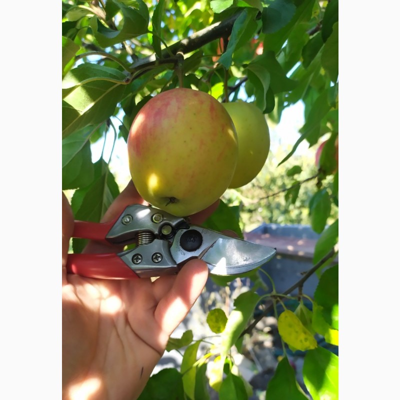 Фото 8. Степанів Сад пропонує саджанці плодових дерев яблуні