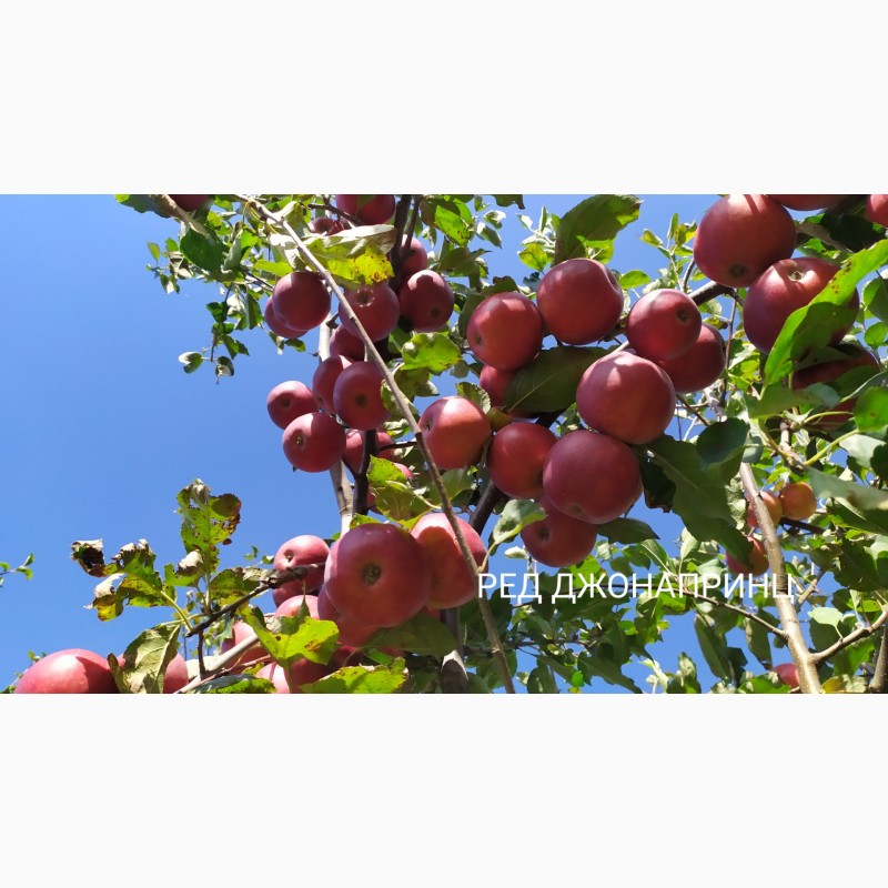Фото 9. Степанів Сад пропонує саджанці плодових дерев яблуні