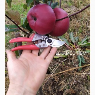 Степанів Сад пропонує саджанці плодових дерев яблуні