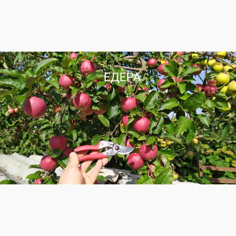 Фото 2. Степанів Сад пропонує саджанці плодових дерев яблуні