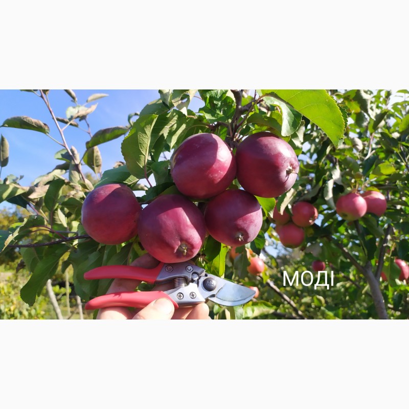 Фото 3. Степанів Сад пропонує саджанці плодових дерев яблуні