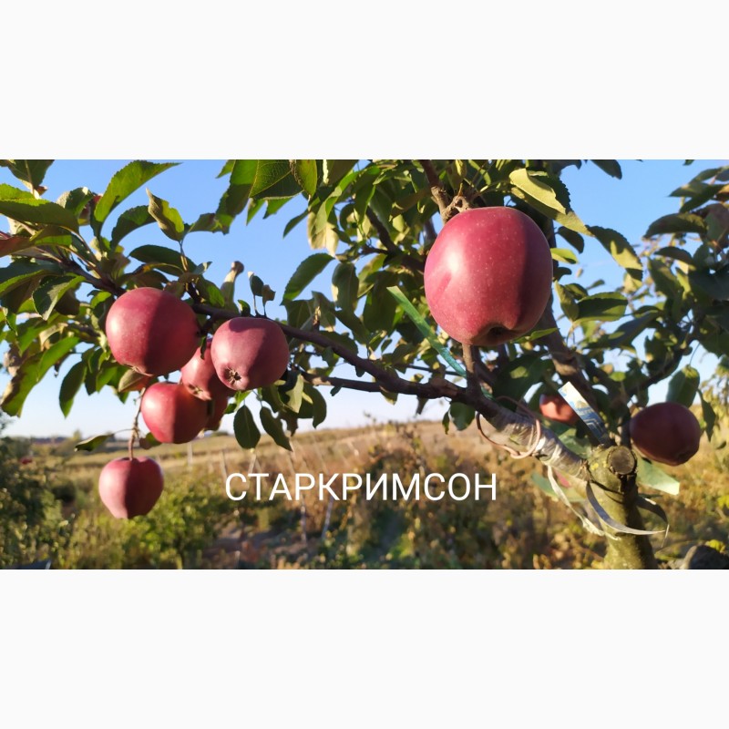 Фото 4. Степанів Сад пропонує саджанці плодових дерев яблуні