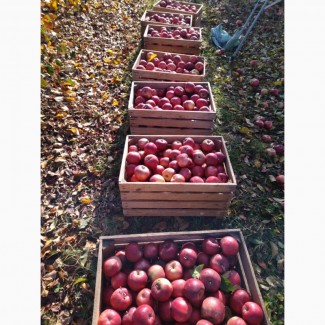 Продам яблоки сорта Флорина Голоден делишес крупного калибра недорого
