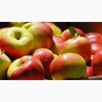 Куплю яблука у великих об#039;ємах, від 25 тонн