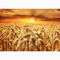 Купуємо пшеницю в Польщі Halasy 1А (елеватор)