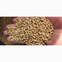 Продам пшеницю з 20 клейковиною