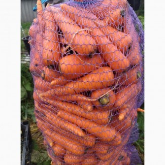 Продам моркву, сорт Абако
