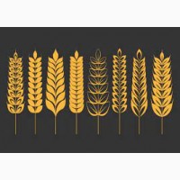 Насіння ярої пшениці Гранус 1 репродукція