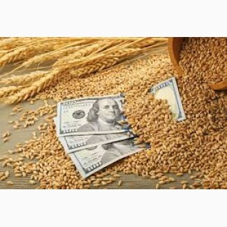 Продам пшеницю фураж, 500т