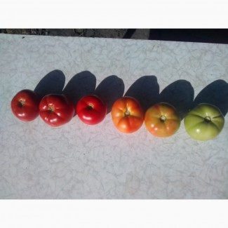 Продам красный, зелёный томат, помидор Бобкат, 250-350 грамм