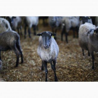 Продається бізне по розведенню овець