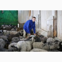 Продається бізне по розведенню овець