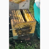 Продам бджолопакети, порода Карпатка та Карпатка акліматизована