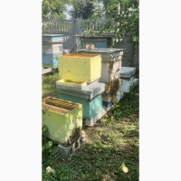 Продам бджолопакети, порода Карпатка та Карпатка акліматизована