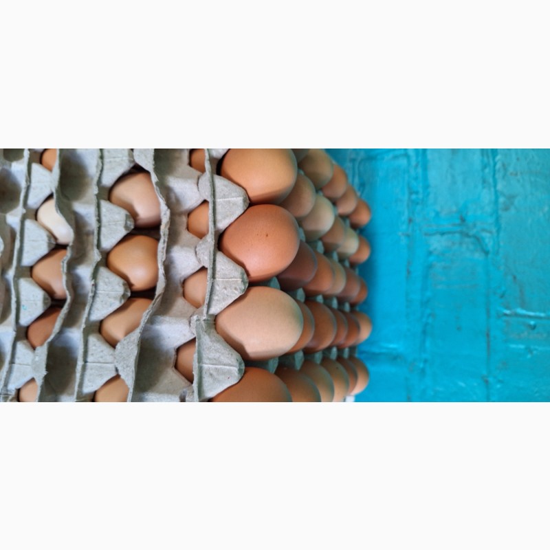 Фото 4. Продам курячі яйця