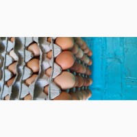 Продам курячі яйця